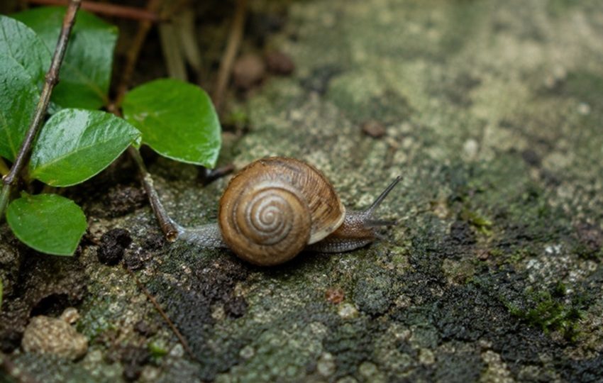La presencia de los caracoles representa un reto para la bioseguridad de Panamá. Foto: Cortesía/UP