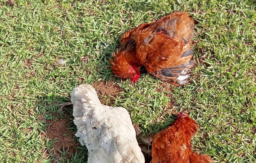 Personal de Salud Animal acudió al sitio para levantar el informe técnico y recolectar muestras que fueron enviadas al laboratorio, con el propósito de determinar el origen de la mortandad. Foto. Ilustrativa