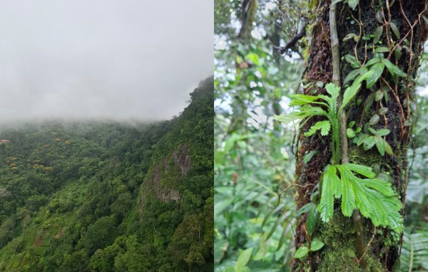 Vegetación del Parque Nacional de Panamá. Fotos: Belys Toribio