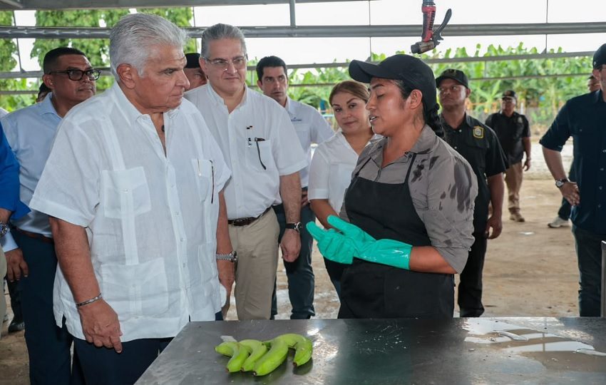 El presidente José Raúl Mulino recorrió la Finca 12 en Bocas del Toro junto a directivos de Chiquita.