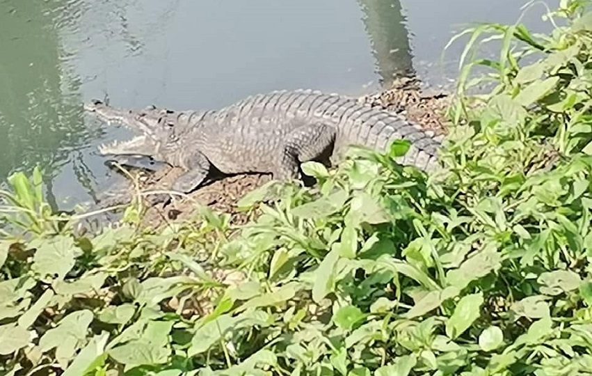 En caso de observar un ejemplar, la entidad recomienda informar de inmediato a las autoridades competentes y seguir las indicaciones del personal técnico. Foto. Cortesía
