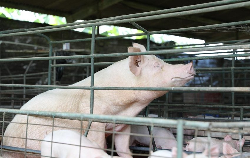 La guía promueve la adopción de prácticas de Producción Más Limpia. Foto: MiAmbiente