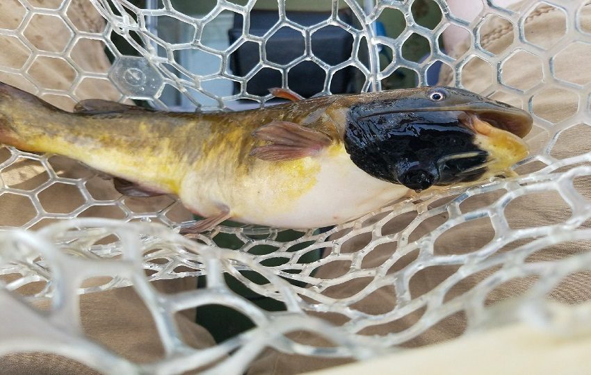 Parece que solo ocurre en peces de mayor tamaño que se encuentran en edad reproductiva. Foto: EFE