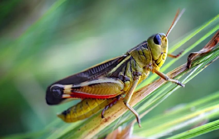 Nuevas especies de insectos desconocidos albergan los bosques tropicales.