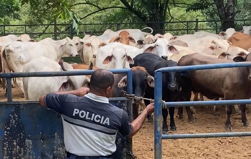 Las autoridades buscan apoyar a los ganaderos conel fin de bajr el hurto pecuario. Foto. Cortesía