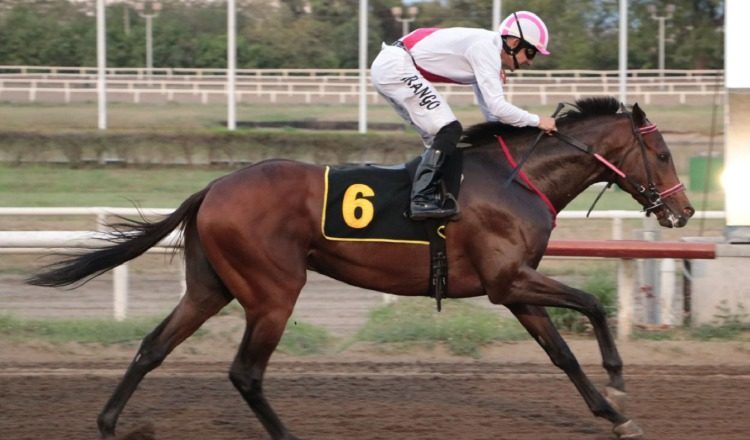 Andros, representante del Stud Dani Sam. Foto: Omar Yerar Batista