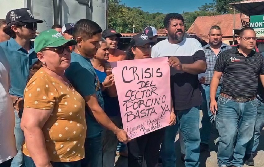 Actualmente existe un excedente estimado de entre 8,000 y 10,000 cerdos, por lo que consideran indispensable la apertura de mercados internacionales. Foto. Thays Domínguez