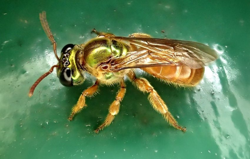 Se cree que las abejas del género Megalopta representan uno de los orígenes más recientes de las sociedades entre las abejas.