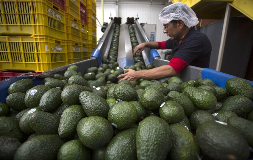 No se ha informado cuándo se normalizarán las labores de empaque y embarque. Foto: EFE