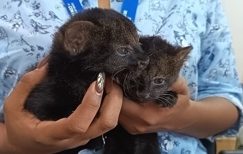 Dos crías de jaguarundi reciben atención veterinaria tras ser rescatadas en Bocas del Toro, luego de que su madre presuntamente muriera en un accidente de tránsito. Foto: cortesía.