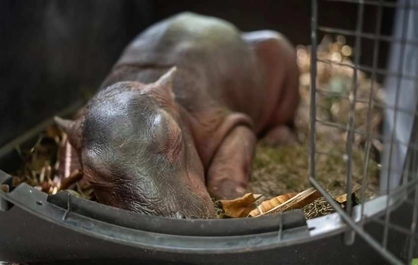 Rescatan un hipopótamo recién bebé tras ser hallado solo y desnutrido en Colombia.