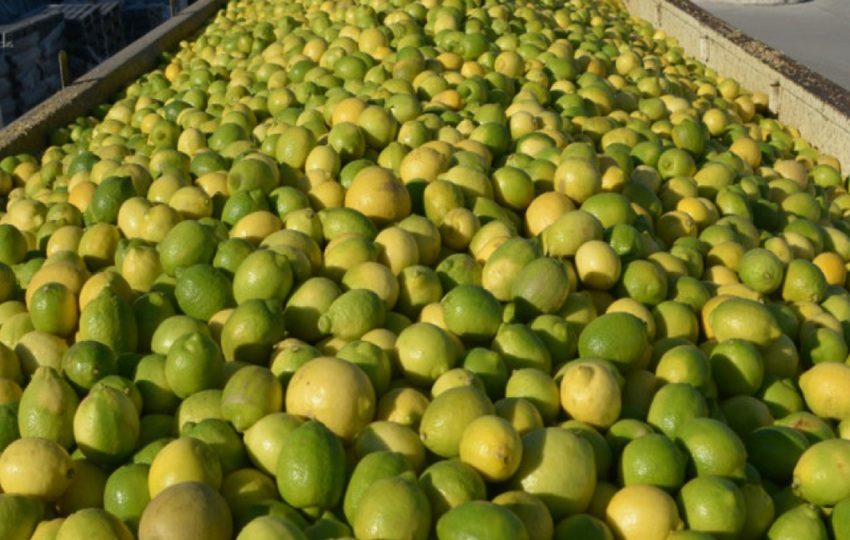 El año pasado Argentina exportó cítricos frescos por 188,6 millones de dólares. Foto:  Gobierno argentino