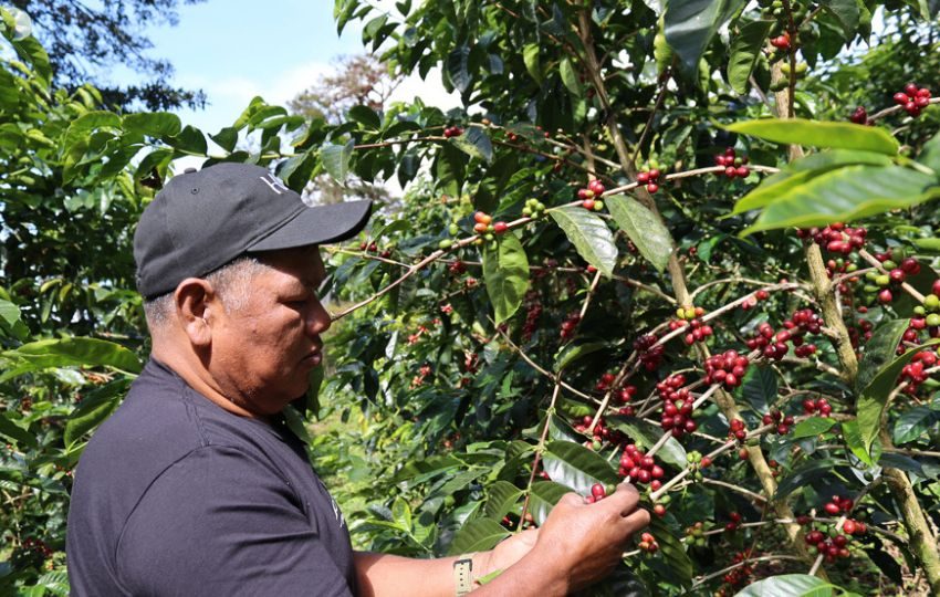 Café de un árbol de Geisha en Boquete (Panamá). Foto: EFE