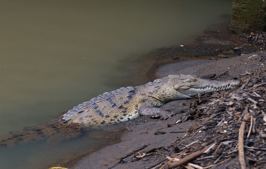 Un cocodrilo en una de los playones de Ciudad de Panamá. Foto: EFE