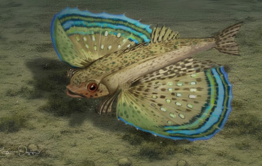 Dactylopterus decrozi. Foto: Cortesía