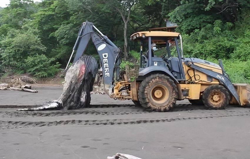 La ballena fue encontrada en estado de descomposición. Foto: Thays Domínguez