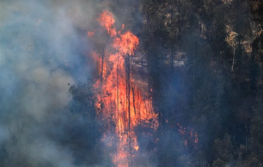 Al menos 100 hectáreas de vegetación natural quedaron calcinadas por un incendio. Foto:EFE/José Jácome.
