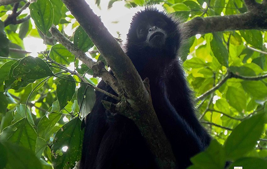 Debemos valorar la presencia de estos animales en nuestros entornos. Foto: FCPP