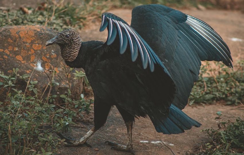 El gallinazo ha sido un ave siempre presente en nuestro país. Foto: Lucas Pezeta/Pexels