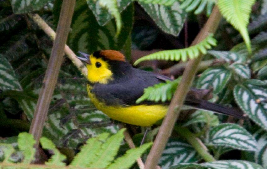 Congresos anteriores han marcado hitos importantes en la política y la práctica de la biodiversidad a nivel mundial. Foto: Cortesía