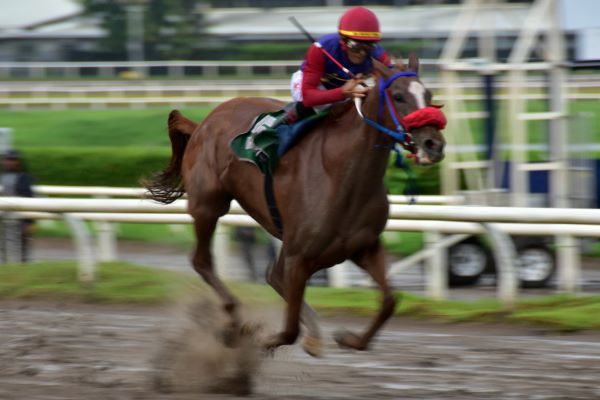 Wonder Lady  ganó claramente el clásico Sociedad de Dueños de Caballos. Foto: Boris Valdivieso