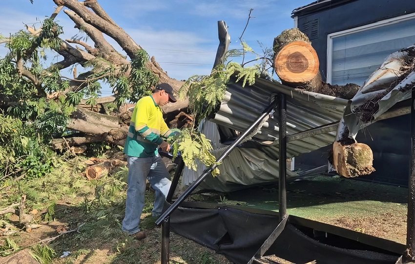 De acuerdo con Melba Montenegro, propietaria del terreno donde se encontraba el árbol, los comerciantes habían salido del lugar apenas unos 15 minutos antes del desplome. Foto. Thays Domínguez