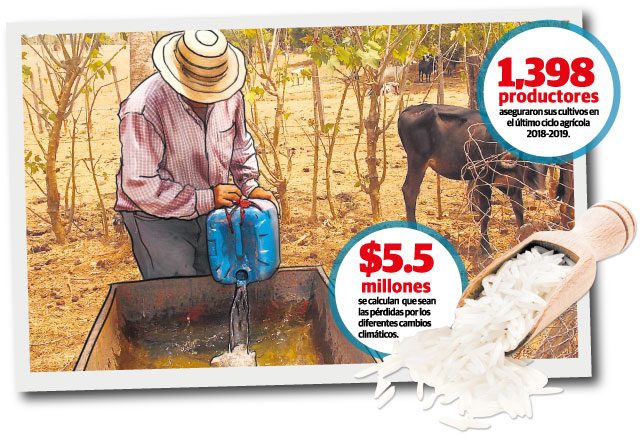 Los productores temen que la sequía se extienda por más tiempo.