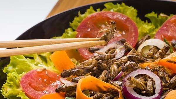 "En un futuro podríamos adaptar nuestros regímenes alimentarios al consumo de insecto para aumentar el nivel de contenido de antioxidantes". FOTO/EFE