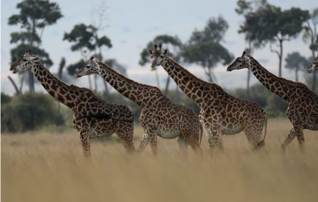 Desde 1985, las poblaciones de jirafas han caído 40 por ciento por toda África. Una reserva nacional en Kenia. Foto/ Goran Tomasevic/Reuters.