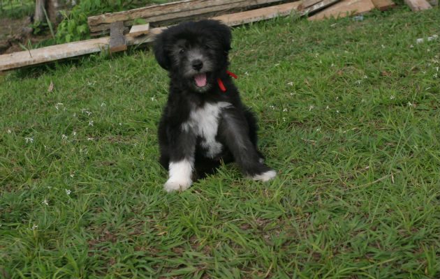 "¿Quién quiere jugar? Yo siempre estoy listo." Foto: Archivo. Panamá América.