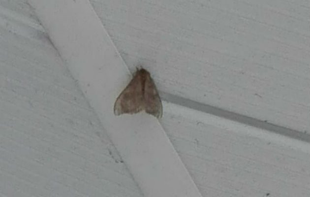 Para controlar la dermatitis a los estudiantes de La Chorrera causada por la "Mariposa Negra" se está recetando el uso de cremas.