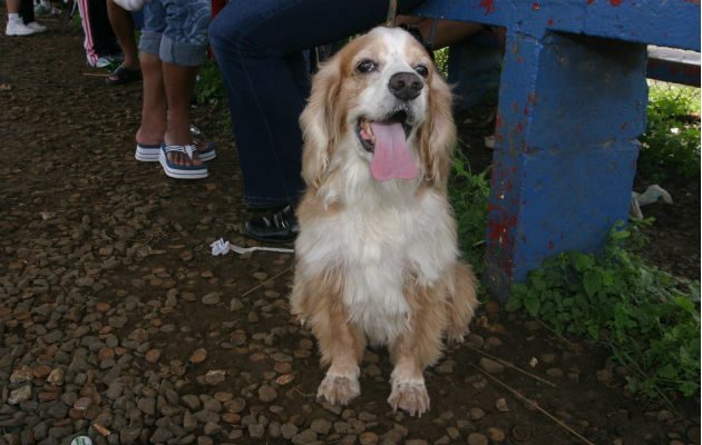 "Caramba, me van a fotografiar!. Foto: Archivo Panamá América.
