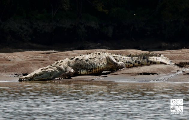 Mi ambiente. Recorrido por el Tuira. Véalo en el Pasillo del Koala desde el 18 de octubre a las 5p.m. en colectiva fotográfica. Foto: Cortesía Mi Ambiente.