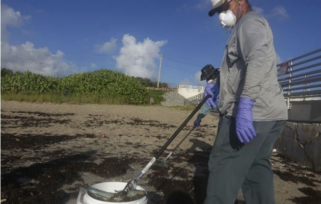 Trabajadores de Palm Beach County Parks recogen peces muertos.