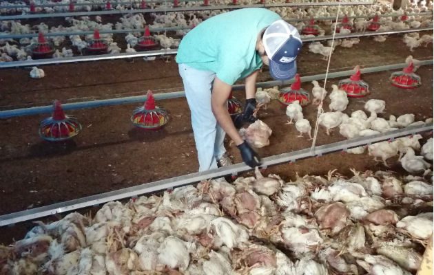 Las aves muertas pesaban entre 3.70 y 3.80 libras. Foto: Eric A. Montenegro.