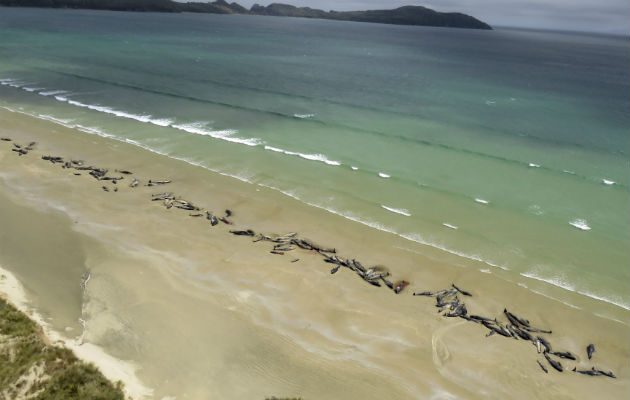 Las ballenas murieron después de que el excursionista descubrió un encierro en masa.  (Departamento de Conservación a través de AP). 