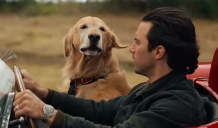 Película "Mi amigo Enzo".