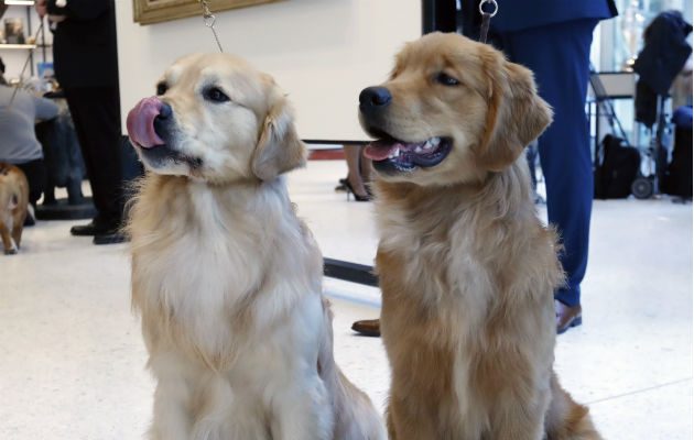 Dos canes posan en el Museo del Perro en Nueva York. Foto: AP.