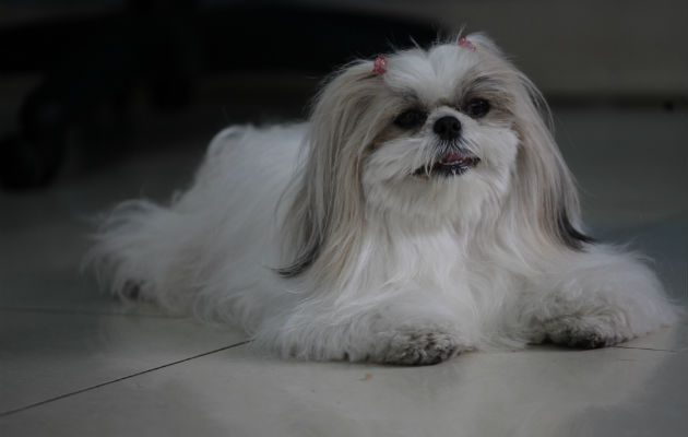 "Cuando oigo preciosa, aunque no sea mi nombre, me doy por aludida." Foto: Archivo Panamá América.