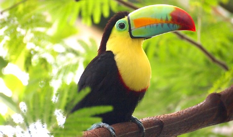 Reto Naturalista Urbano 2019.