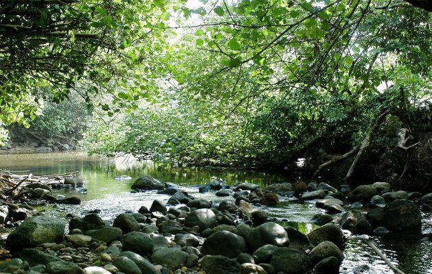 Selva del Darién.