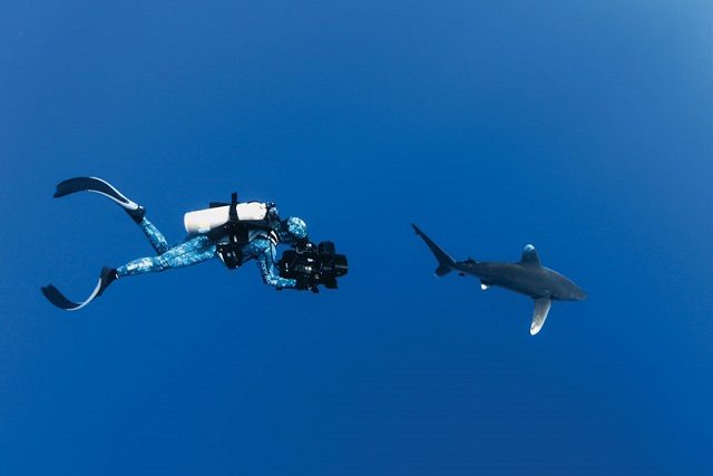 "Sharkwater extinction". Foto: Cortesía IFF Panama 2019.