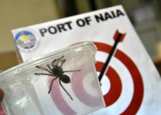 La Oficina de Aduanas, muestra una tarántula en el aeropuerto internacional de Manila (Filipinas). FOTO/EFE