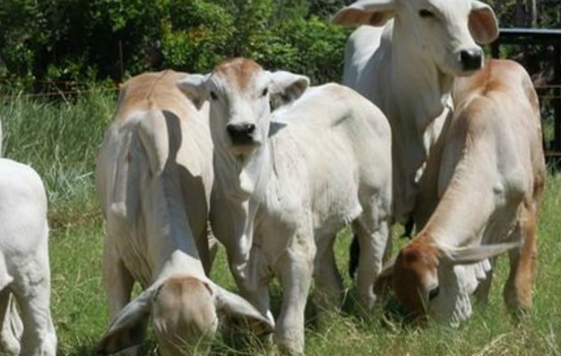 Policía Nacional patrulla a caballo en fincas de Panamá Norte. Foto/Cortesía
