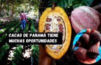 El cacao panameño busca unificar proceso y potenciar su calidad. Foto: Karol Lara