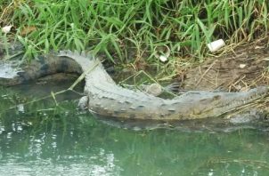 En los cauces de agua cercanos, se pueden observar a los reptiles tomando sol en los predios del centro comercial Cuatro Altos.