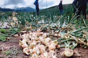 La cosecha de cebolla comenzó en los sectores de Los Llanos de Paso Ancho, Alto Los Guerras y Finca Borac, en el distrito de Tierras Altas. Foto: José Vásquez