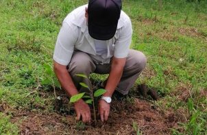 Unos 120 plantones entre caoba nacional, guayacán y cocobolo fueron sembrados. Foto: Diomedes Sánchez  