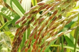 Se estudió el material genético del arroz. 