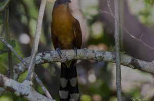 Al ave avistada en Sarigua se le conoce comúnmente como "cuco de colores brillantes". Foto: Cortesía